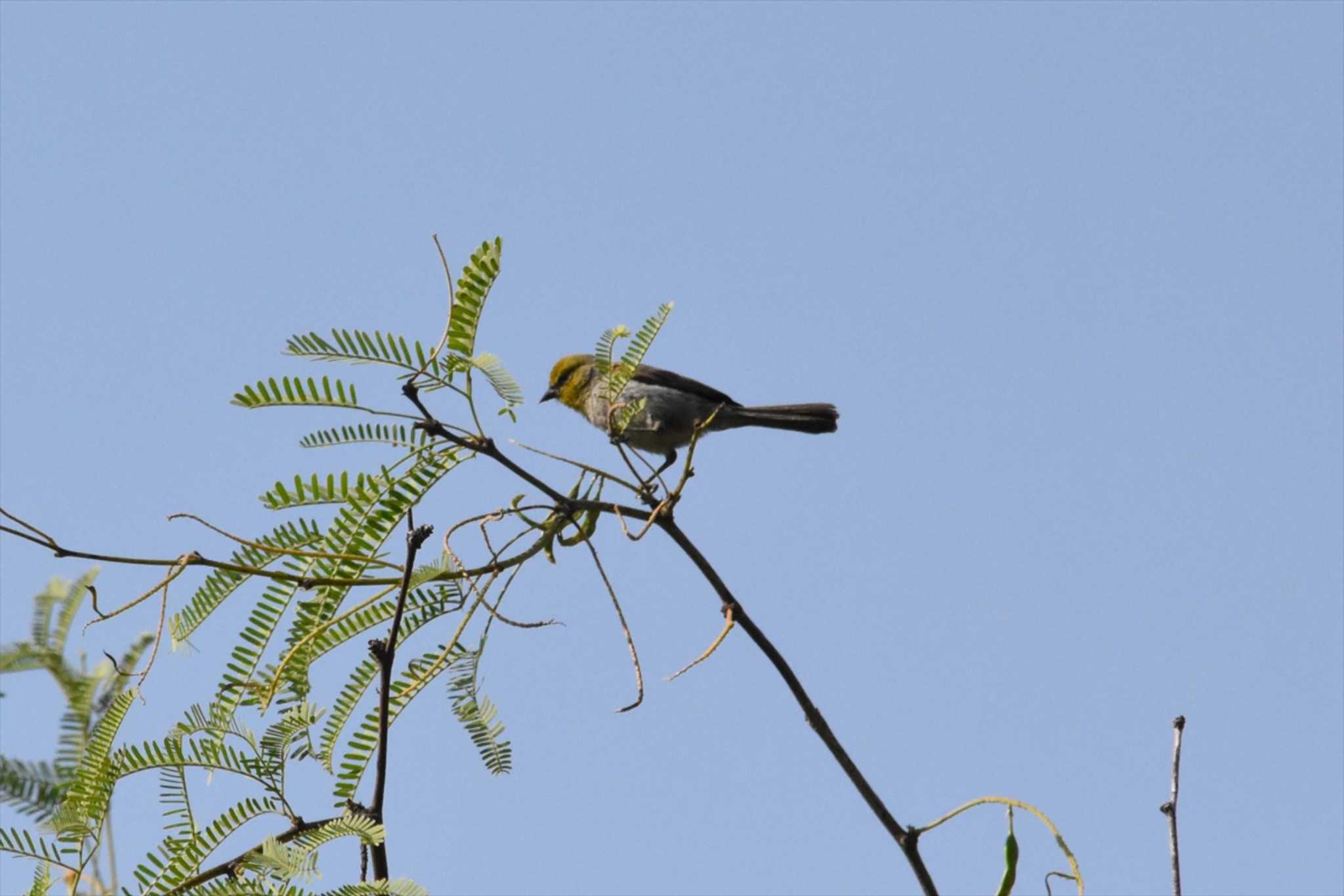 Photo of Verdin at mexico by ヨシテル