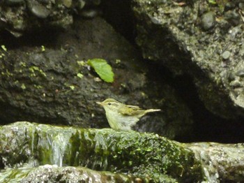 Eastern Crowned Warbler 大洞の水場 Sun, 5/23/2021