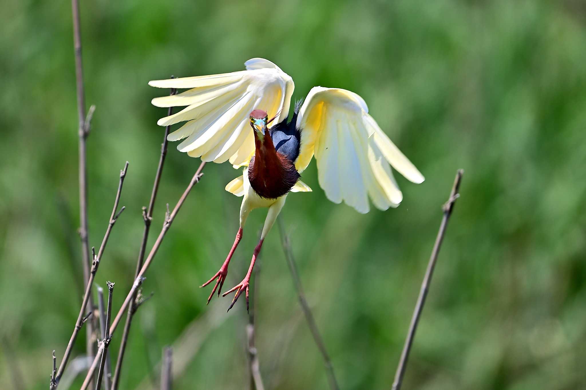 茨城県 アカガシラサギの写真 by birds@hide3