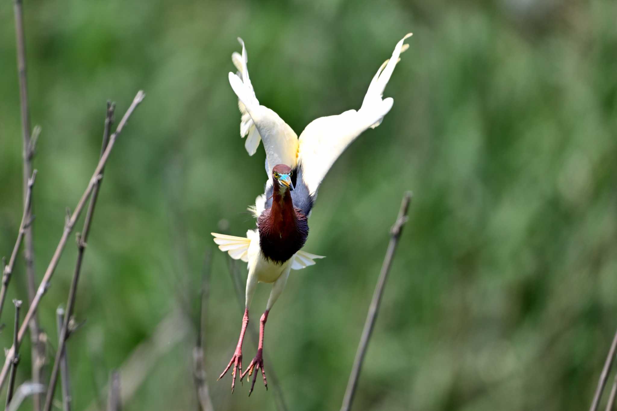 茨城県 アカガシラサギの写真 by birds@hide3