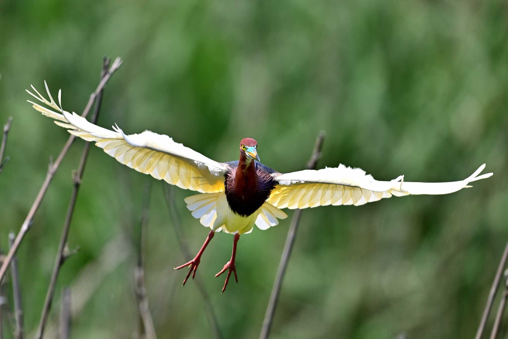 茨城県 アカガシラサギの写真 by birds@hide3