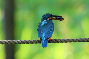 カワセミ 薬師池公園 2021年5月30日(日)