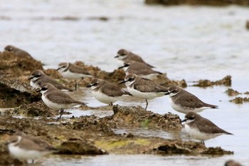 Greater Sand Plover 大瀬海岸(奄美大島) Fri, 2/24/2017