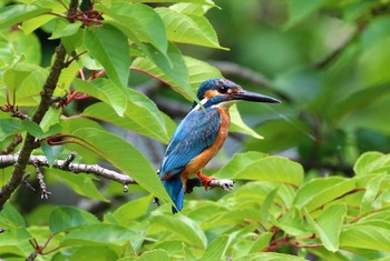 カワセミ 薬師池公園 2021年5月30日(日)