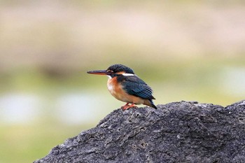 カワセミ 大瀬海岸(奄美大島) 2017年2月24日(金)