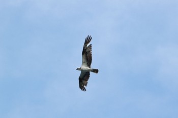 2021年5月29日(土) 狭山丘陵の野鳥観察記録