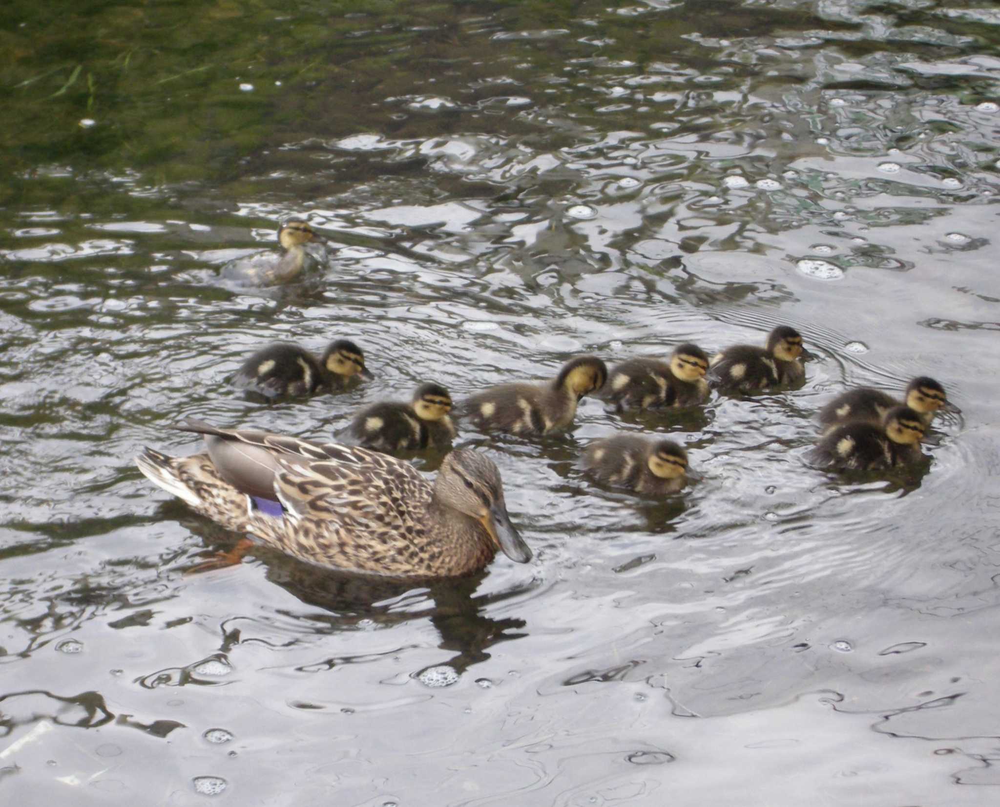 Mallard