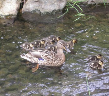 2021年5月30日(日) 安春川(札幌市北区)の野鳥観察記録