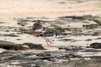 2017年2月24日(金) 大瀬海岸(奄美大島)の野鳥観察記録