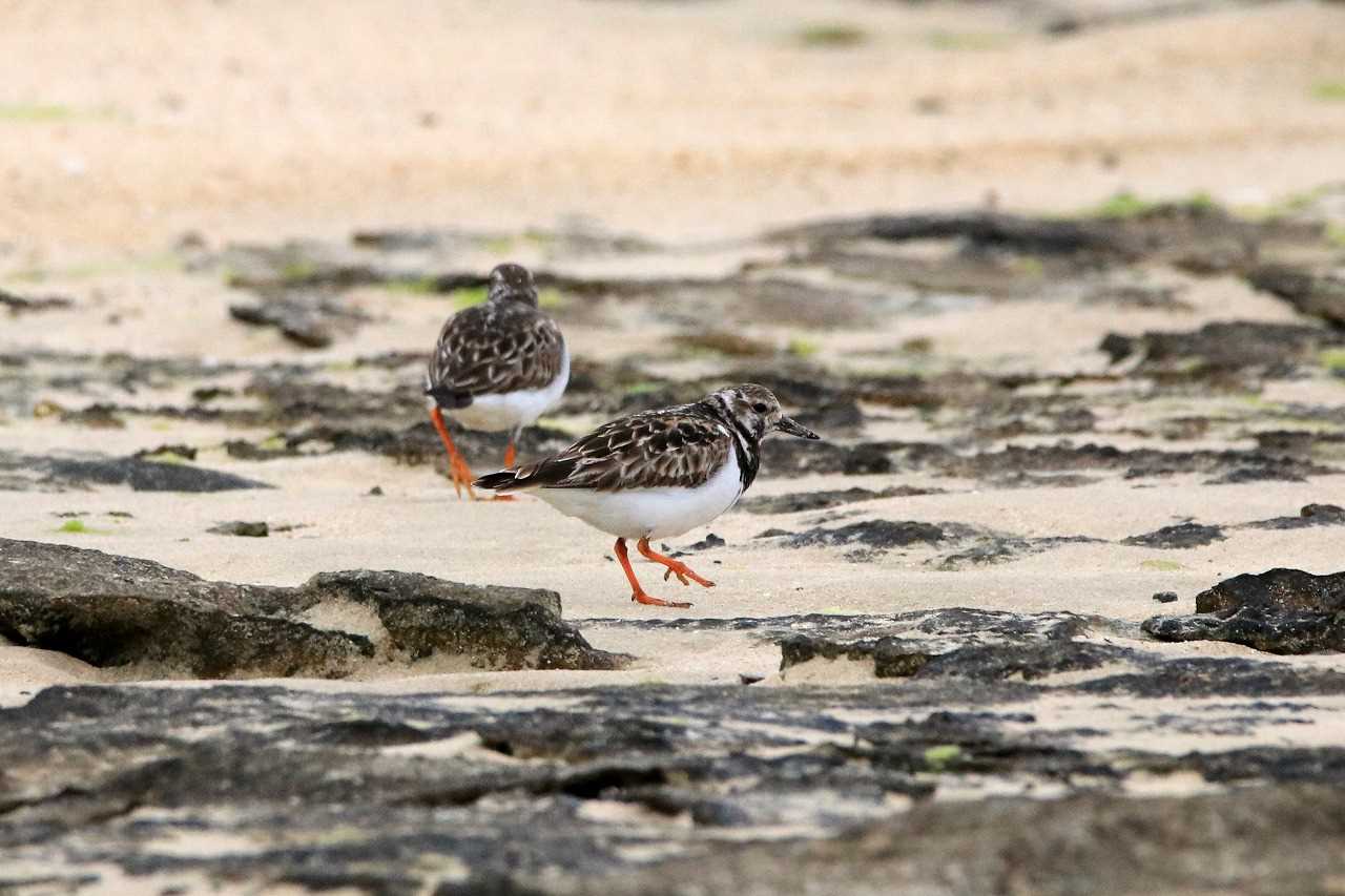 大瀬海岸(奄美大島) キョウジョシギの写真