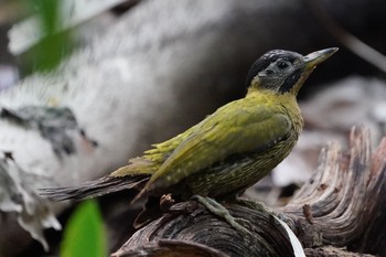 Sun, 5/30/2021 Birding report at Singapore Botanic Gardens