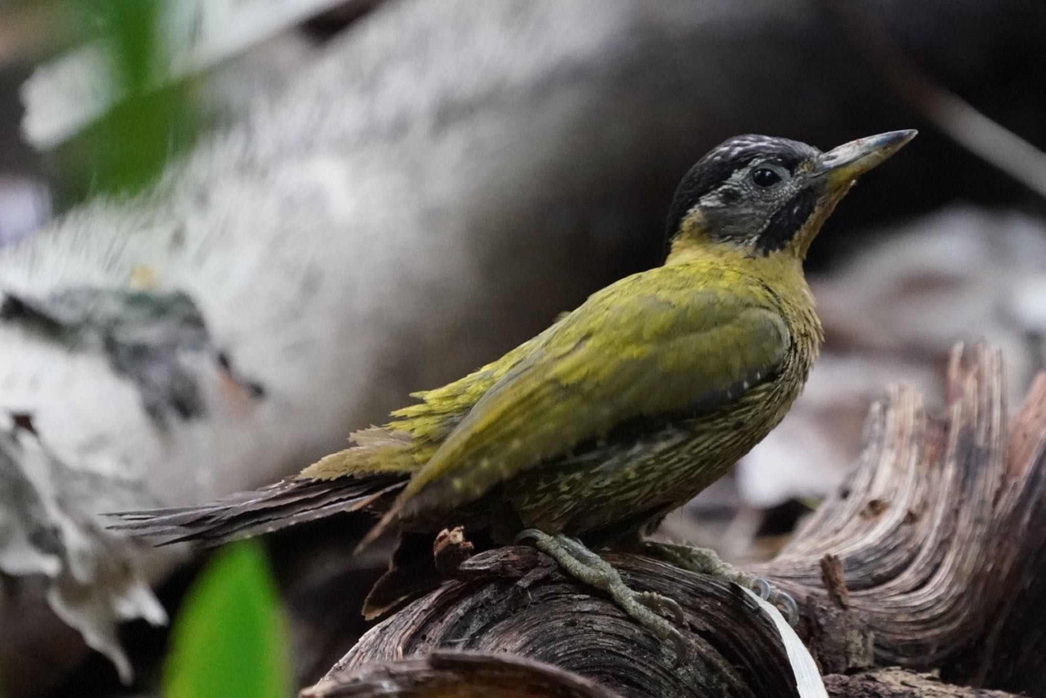 Laced Woodpecker