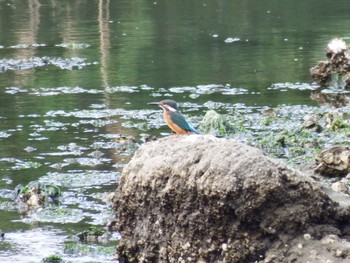 Common Kingfisher Nagahama Park Sun, 5/30/2021