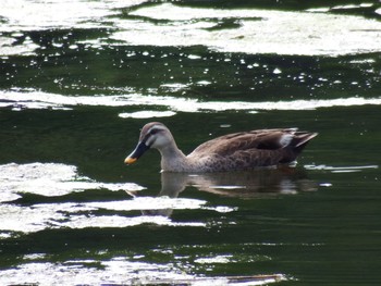 Eastern Spot-billed Duck Nagahama Park Sun, 5/30/2021