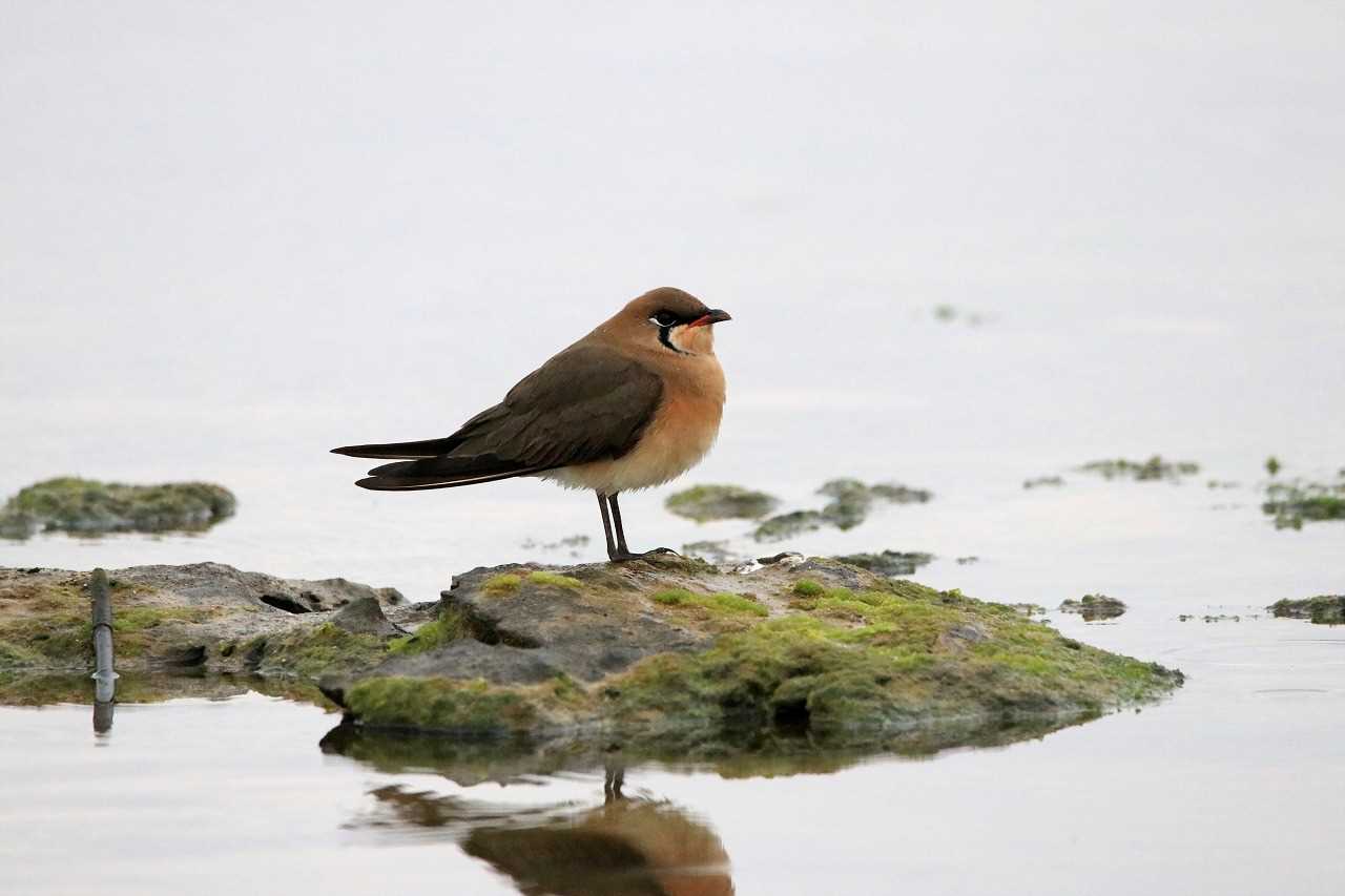 Photo of Oriental Pratincole at 大瀬海岸(奄美大島) by とみやん