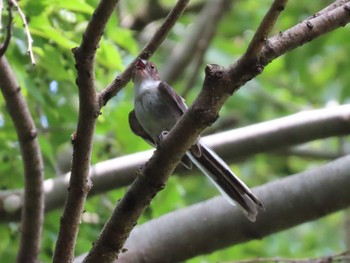 Long-tailed Tit 国営木曽三川公園  Sat, 5/29/2021