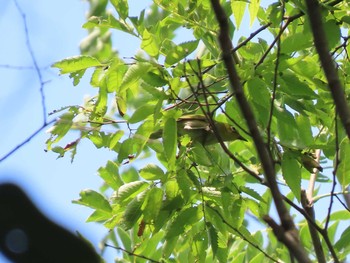 Warbling White-eye 国営木曽三川公園  Sat, 5/29/2021