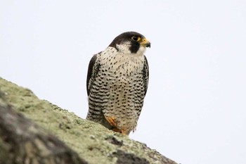 Peregrine Falcon 大瀬海岸(奄美大島) Fri, 2/24/2017