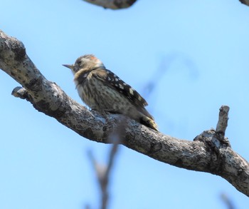 Japanese Pygmy Woodpecker 稲永公園 Sun, 5/30/2021