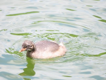 カイツブリ 薬師池公園 2021年5月23日(日)