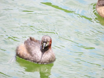 カイツブリ 薬師池公園 2021年5月23日(日)