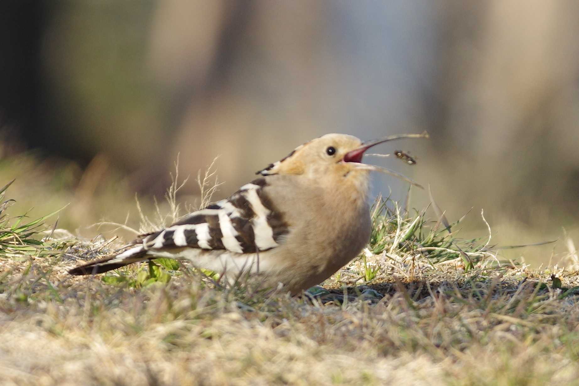 つつじが岡公園 ヤツガシラの写真