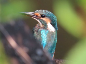 2021年5月30日(日) 座間谷戸山公園の野鳥観察記録