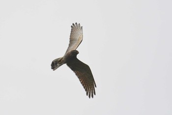 Grey-faced Buzzard Amami Forest Police Sat, 4/10/2021