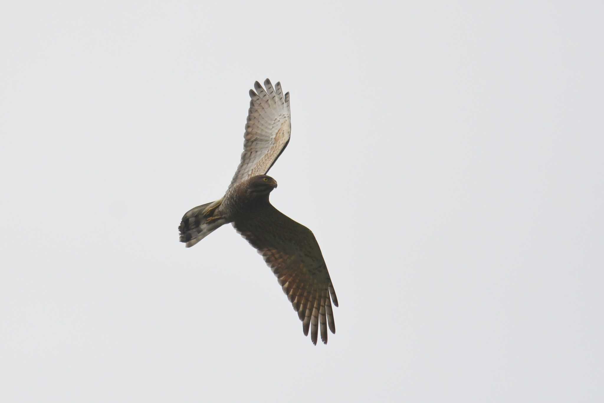 Photo of Grey-faced Buzzard at Amami Forest Police by あひる