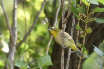 Warbling White-eye Mizumoto Park Sun, 5/30/2021