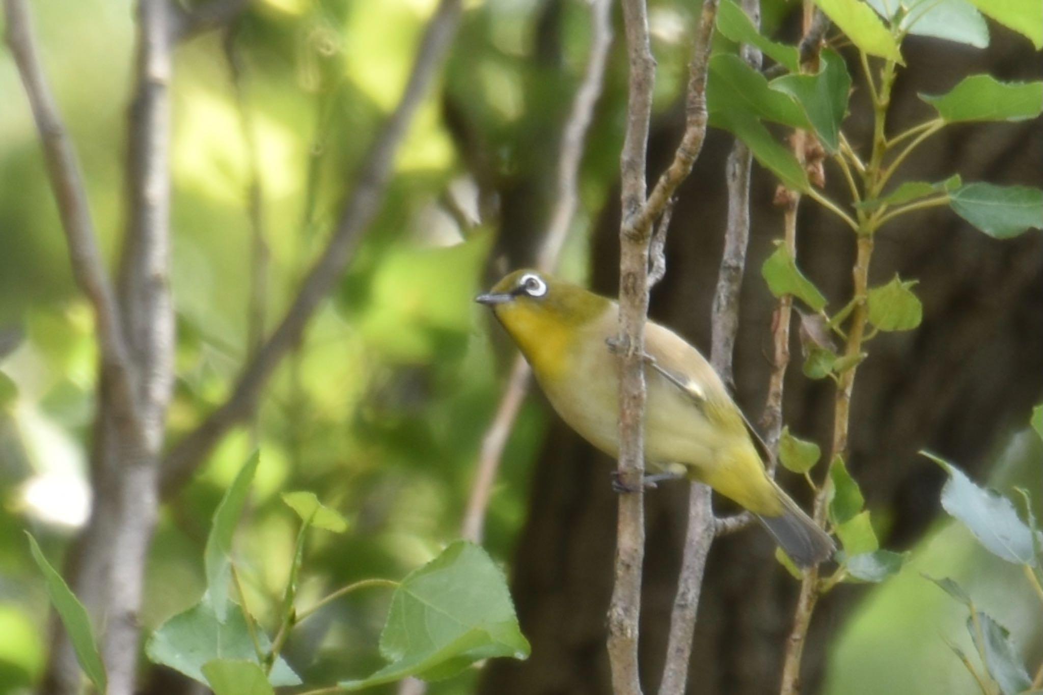 Photo of Warbling White-eye at Mizumoto Park by mochi17