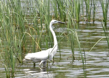 Great Egret Mizumoto Park Sun, 5/30/2021