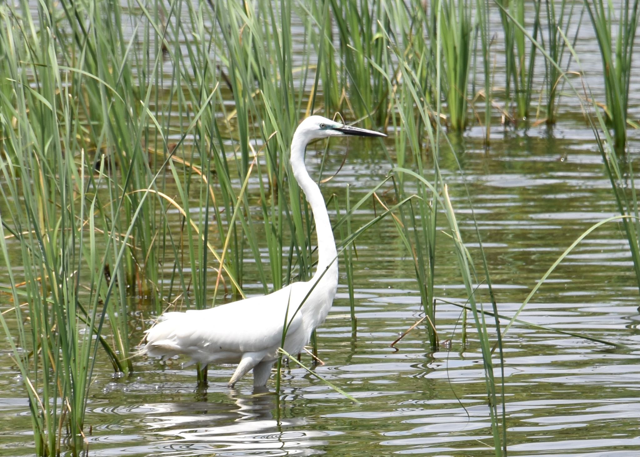 Photo of Great Egret at Mizumoto Park by mochi17