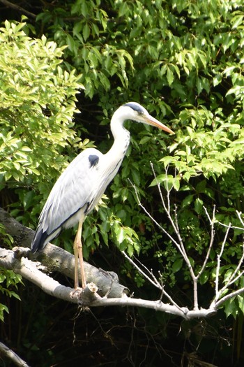 Grey Heron Mizumoto Park Sun, 5/30/2021