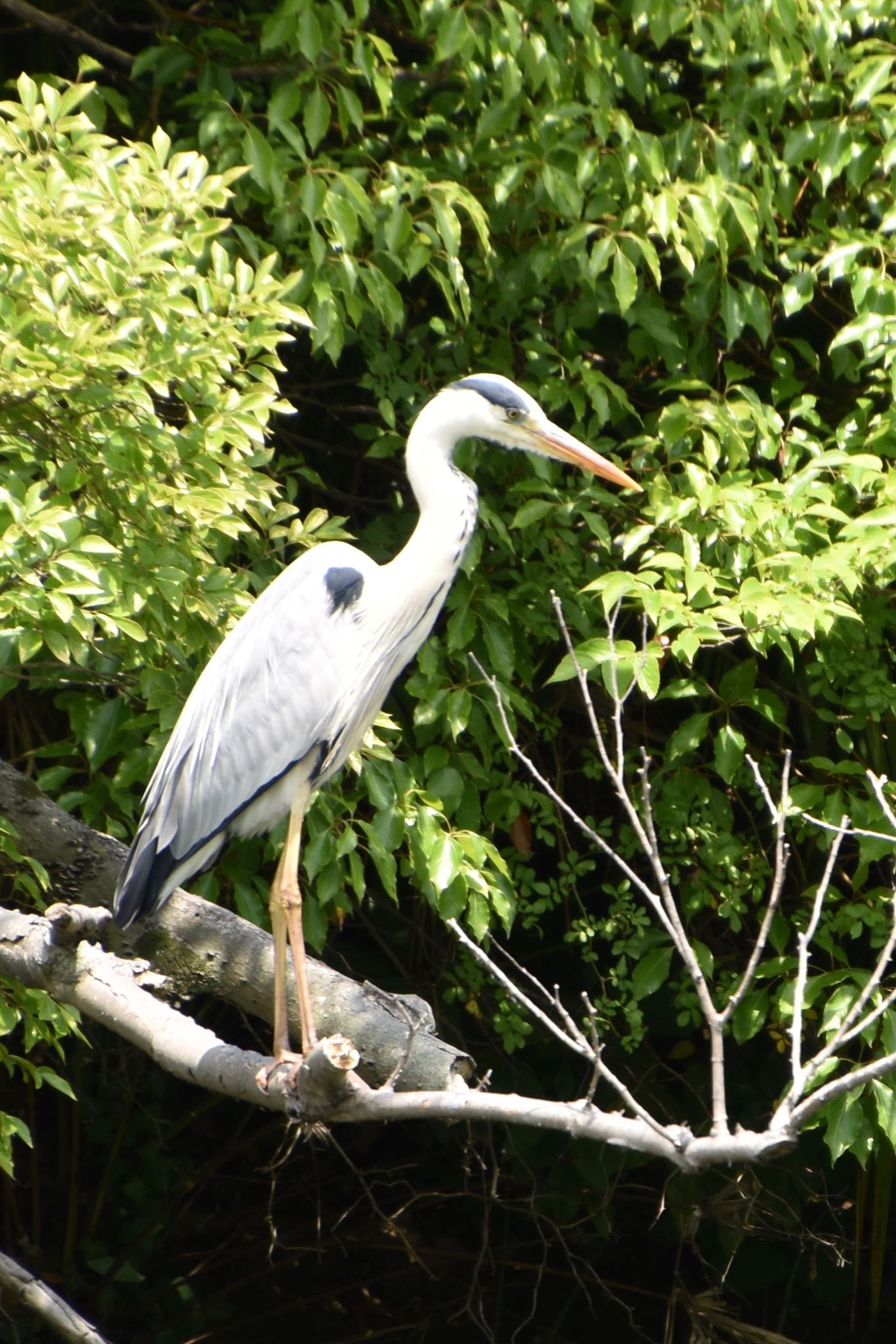 Photo of Grey Heron at Mizumoto Park by mochi17