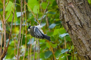 Japanese Tit Mizumoto Park Sun, 5/30/2021