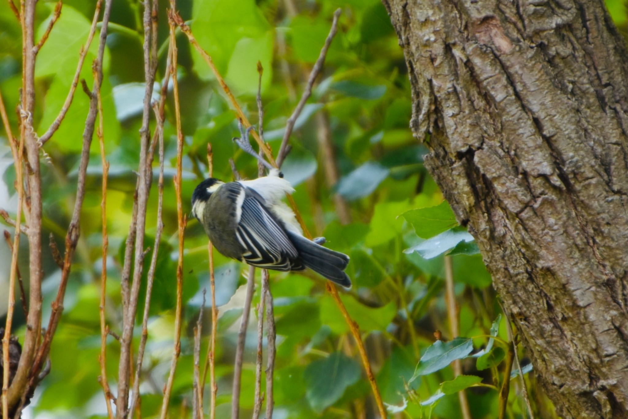 Photo of Japanese Tit at Mizumoto Park by mochi17