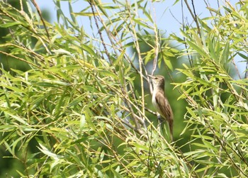 Oriental Reed Warbler Mizumoto Park Sun, 5/30/2021