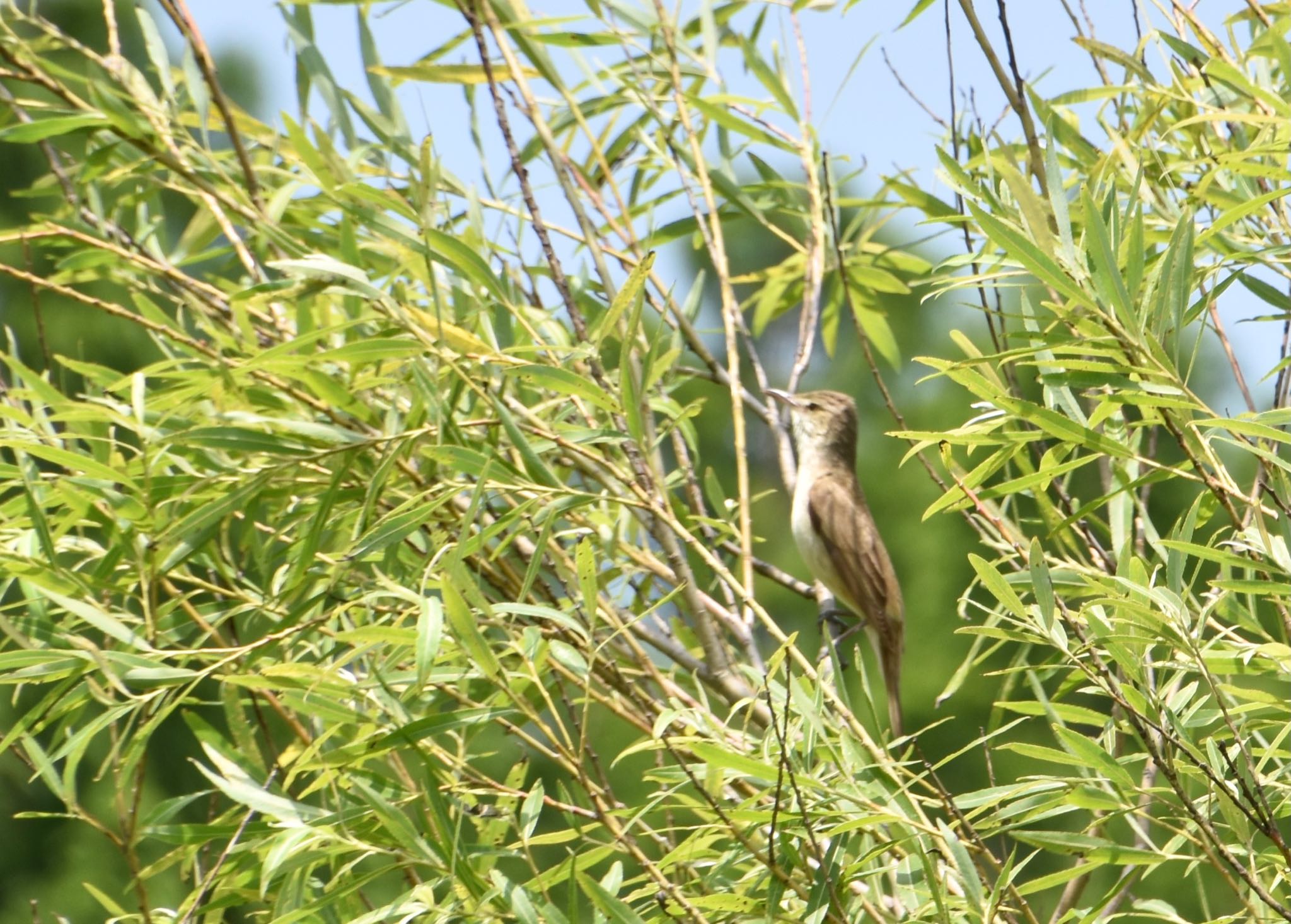 Photo of Oriental Reed Warbler at Mizumoto Park by mochi17