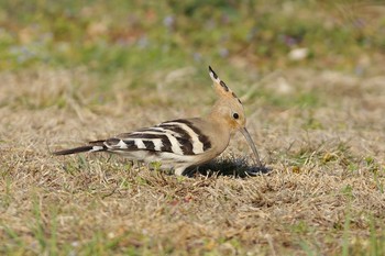 ヤツガシラ つつじが岡公園 2017年3月11日(土)