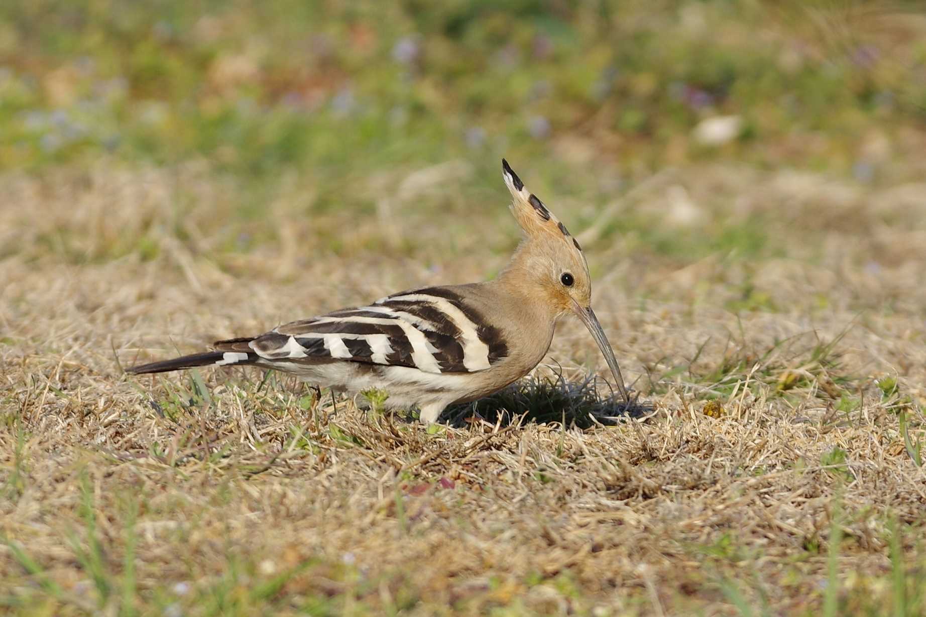 つつじが岡公園 ヤツガシラの写真