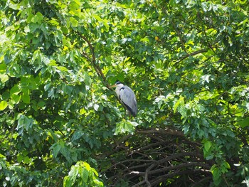 Grey Heron Unknown Spots Sun, 5/30/2021