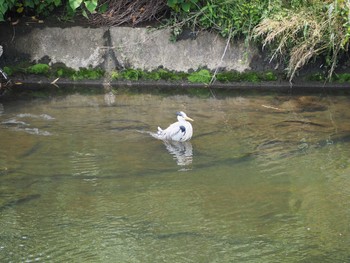 Grey Heron Unknown Spots Sun, 5/30/2021