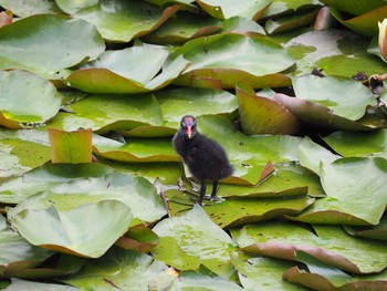 Common Moorhen Unknown Spots Sun, 5/30/2021