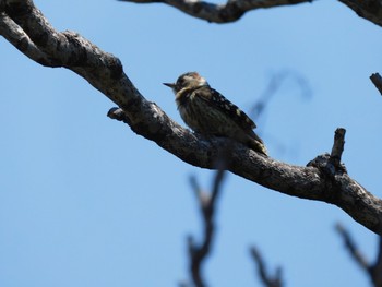 Japanese Pygmy Woodpecker 稲永公園 Sun, 5/30/2021