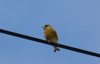 カワラヒワ 芸術の森 2021年5月30日(日)