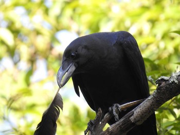 Carrion Crow 京都市宝ヶ池公園 Sun, 5/30/2021