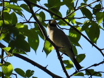 Japanese Grosbeak 京都市宝ヶ池公園 Sun, 5/30/2021