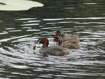 2021年5月30日(日) 三ツ池公園(横浜市鶴見区)の野鳥観察記録