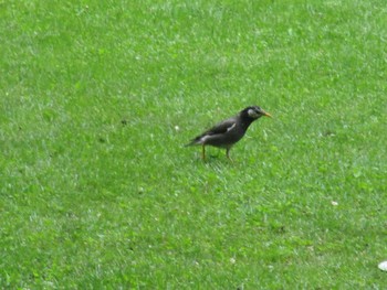 2021年5月30日(日) 中島公園の野鳥観察記録